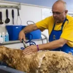5 Signs Your Dog Needs Grooming (Robbinsdale MN Dog Owner Tips)