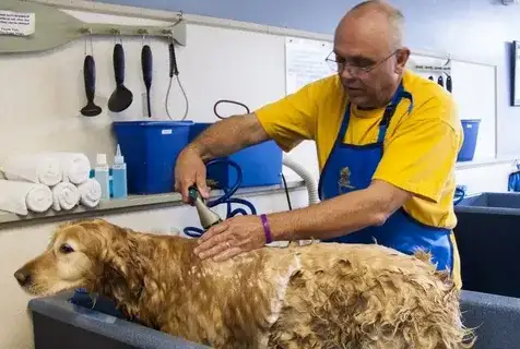 5 Signs Your Dog Needs Grooming (Robbinsdale MN Dog Owner Tips)