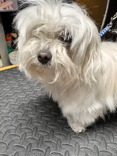 mygotogroomer14