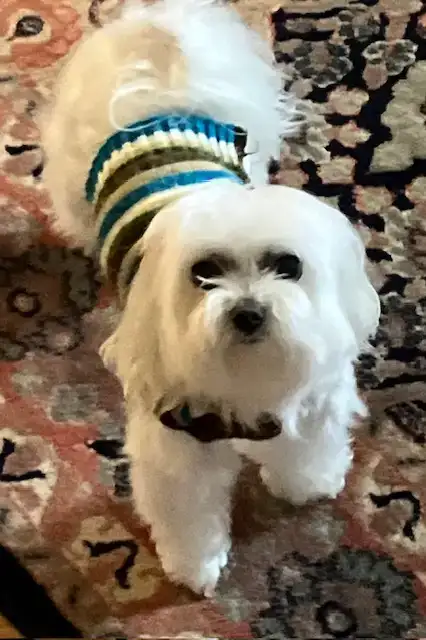 mygotogroomer15