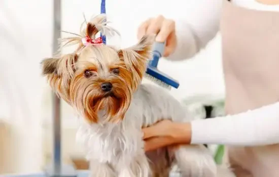 mygotogroomer04